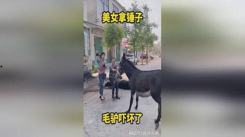 毛驴操美女在线视频