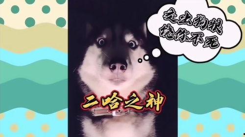 屎交在线视频,屎交在线视频的伦理争议与监管挑战