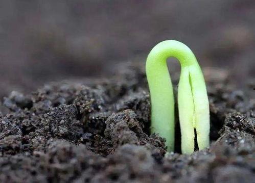 发芽在线视频观看,探索植物生长奥秘之旅