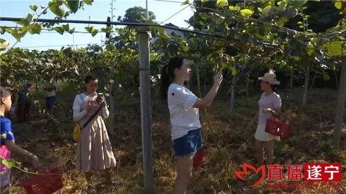 横山 在线视频,探索历史与现代交融的视觉盛宴  第2张