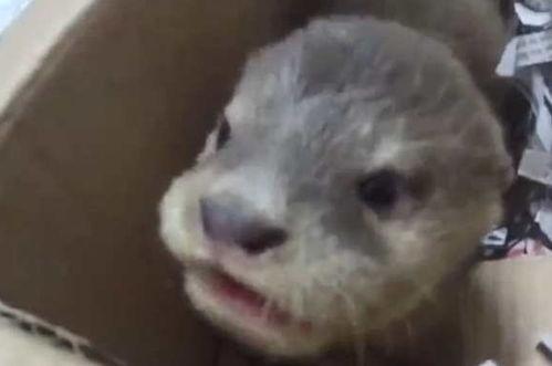水獭宠物在线视频播放,可爱水獭互动瞬间大盘点
